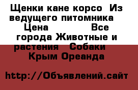 Щенки кане корсо! Из ведущего питомника! › Цена ­ 60 000 - Все города Животные и растения » Собаки   . Крым,Ореанда